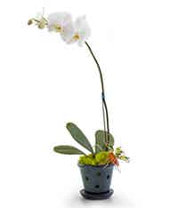 White Orchid in Classic Planter