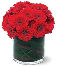 Red gerbera daisies in a round vase