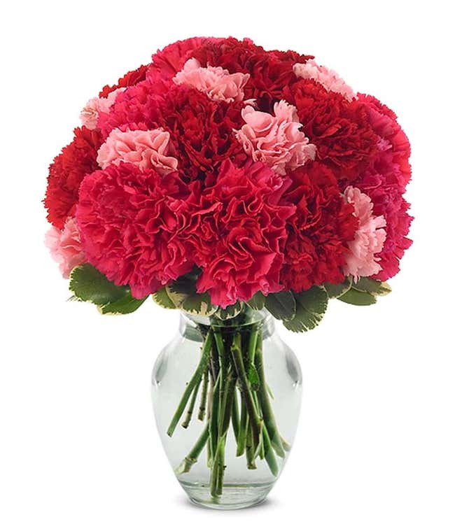 Red carnations and pink carnations in a glass vase