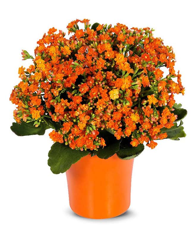 Orange Kalanchoe potted plant
