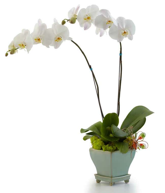 Two white orchid plants in a single pot