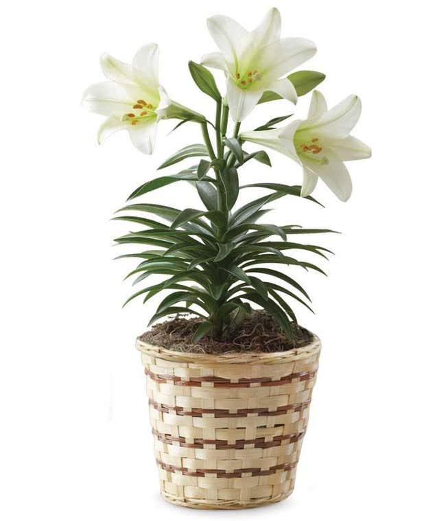 Easter Lily plant for delivery