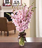Pink gladiolus in a traditional glass vase 