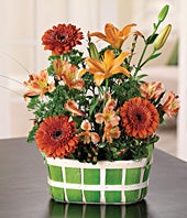 Just Because Daisy Basket
