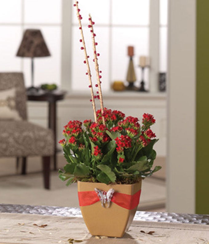 Captivating Kalanchoe