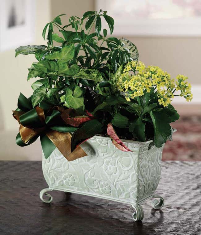 kalanchoe plant arranged in a decorative planter