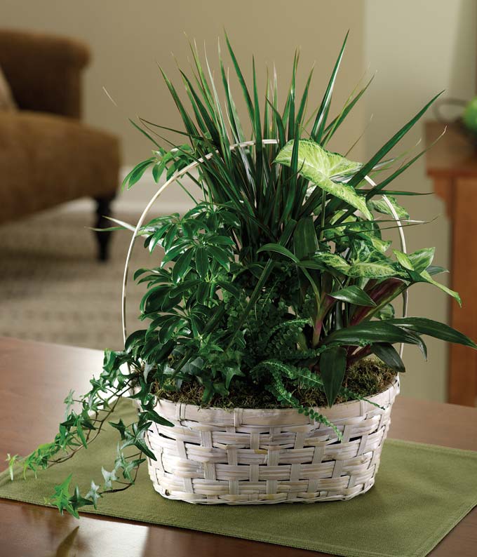 Luscious Green Garden Basket