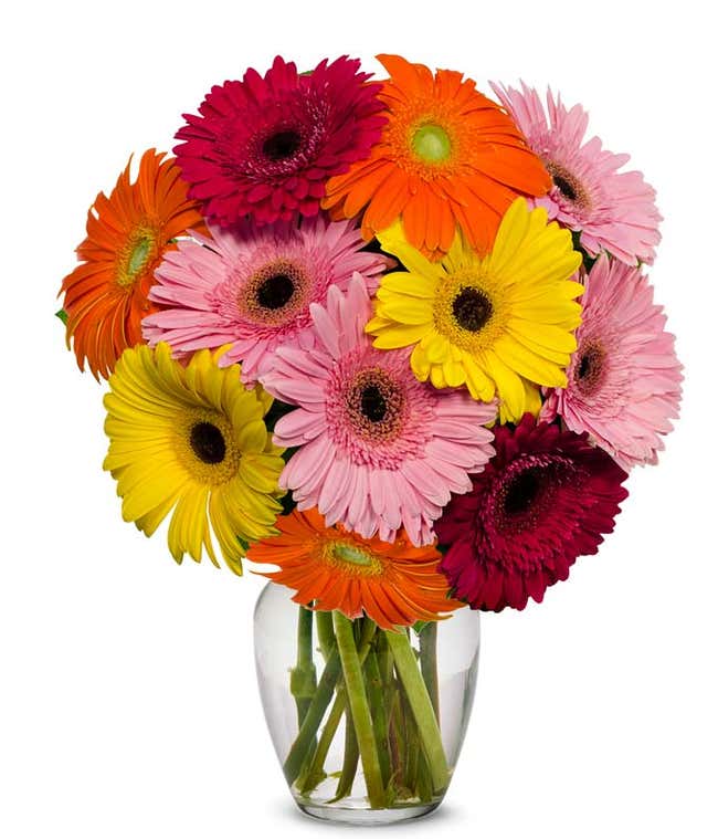 Assortment of gerbera daisies for next day delivery