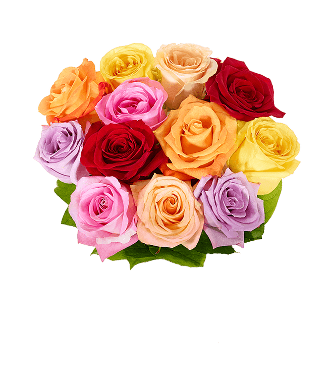 One Dozen Rainbow Roses