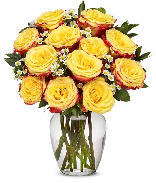 One Dozen Bi-Colored Roses