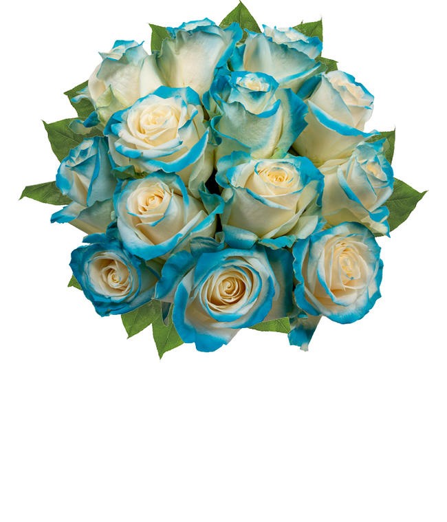 One Dozen Aquamarine Roses