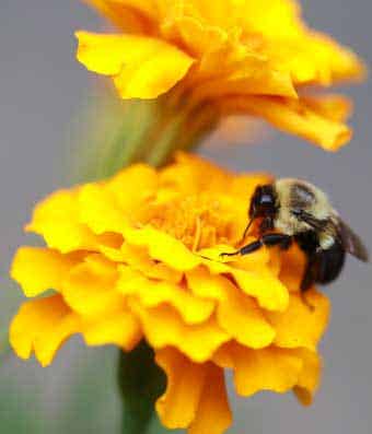 Bees help pollinate flowers