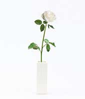 Single White Rose Delivered
