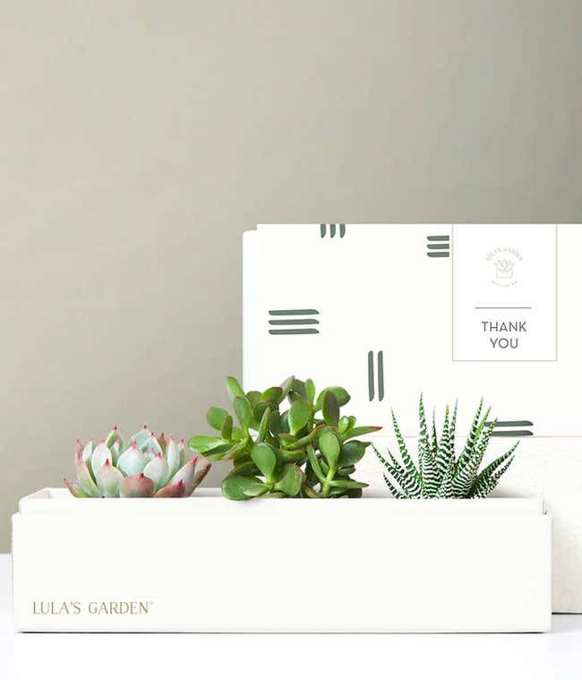 Lula's Garden &reg; Thank You Jewel Succulent Box