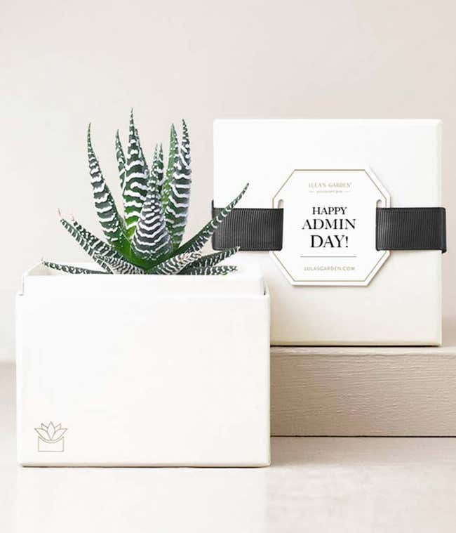 Lula's Garden &reg; Petite Zebra Admin Day Garden