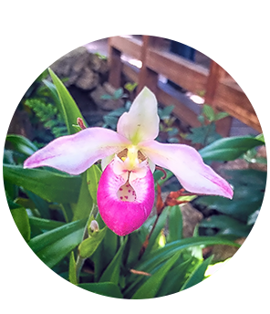 Pink and White Ladyslipper