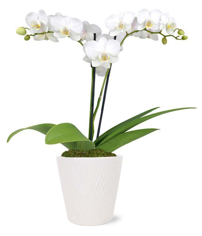 Tall double white orchid plant