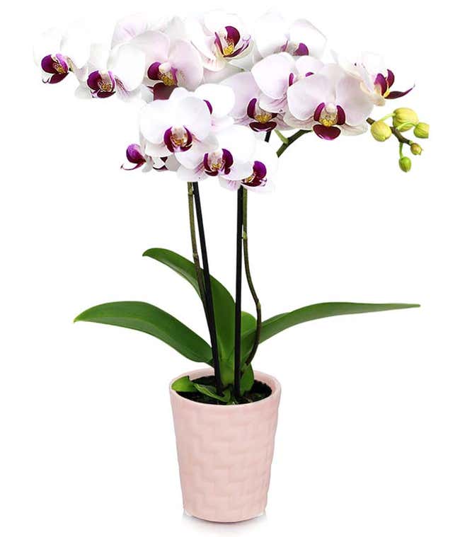 Pink Princess Mini Orchid
