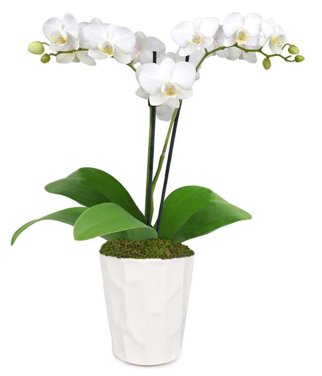 Wonderful White Orchid