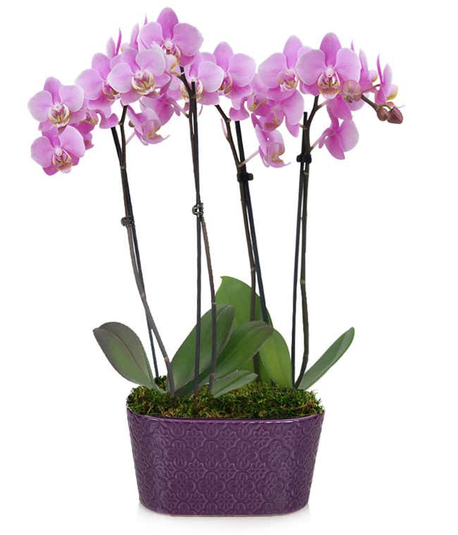 Large purple orchid plant