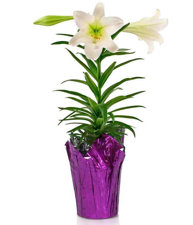 Spirited Easter Lily