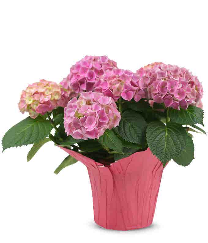 Pink Hydrangea Plant 