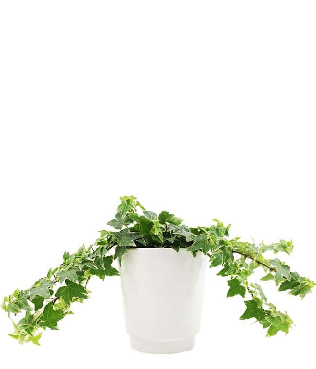 Potted Ivy Planter