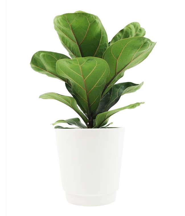 Fiddle Leaf Fig Potted Plant