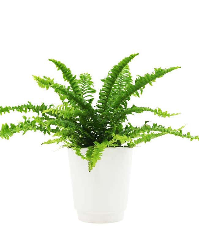 Ruffled Fern Indoor Planter