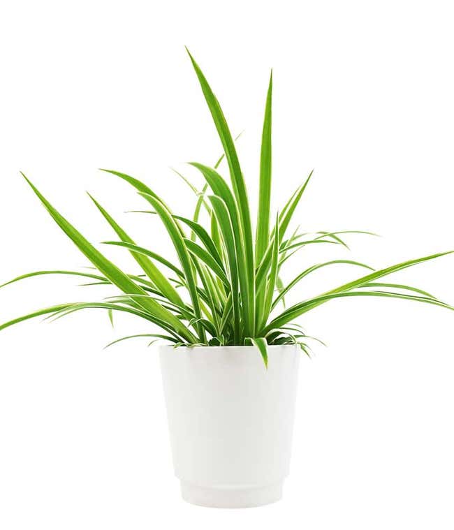 Stunning Spider Plant