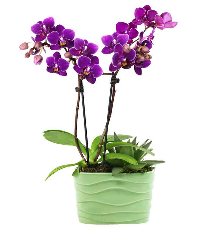 Vibrant Mini Orchid &amp; Succulent Planter 