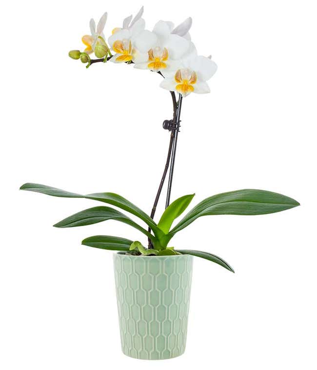 Mint Julep Mini Potted Orchid