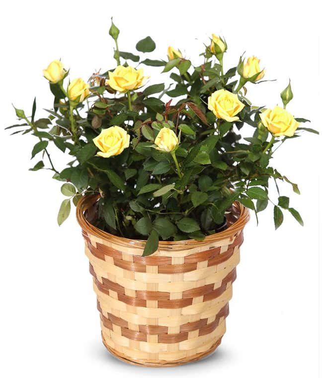 Yellow Mini Potted Rose Plant